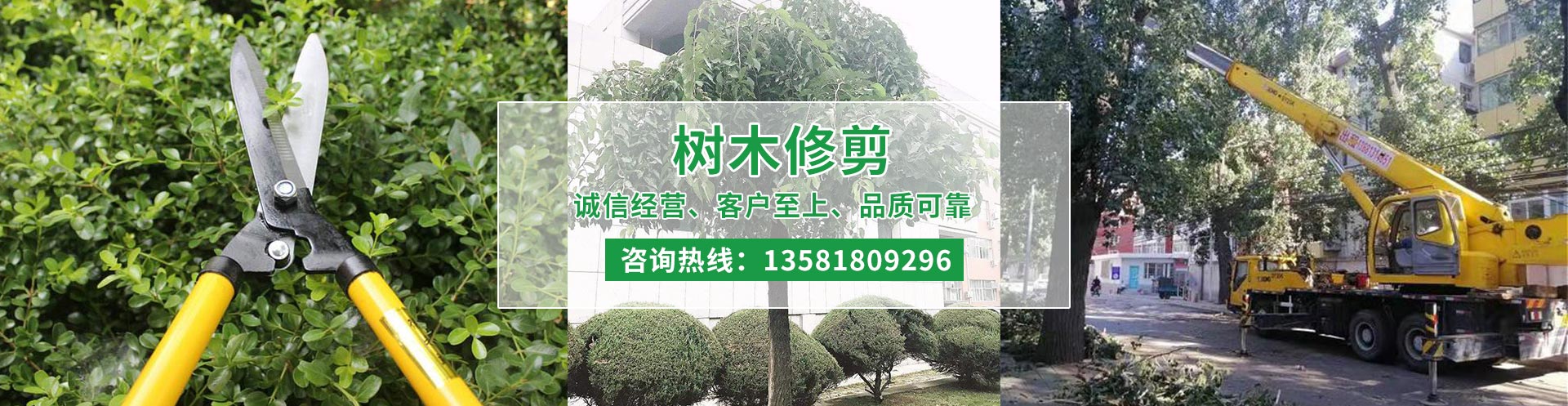 专业伐树