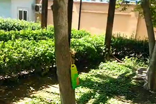 玉兰树木养护