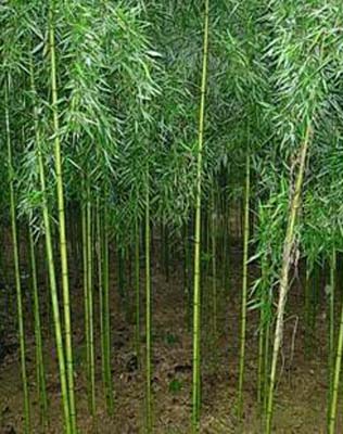 竹子