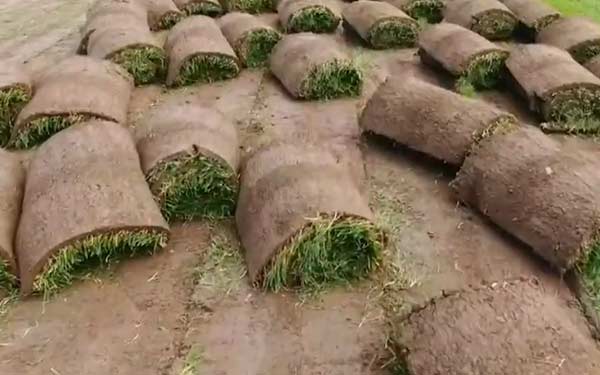 铺草坪