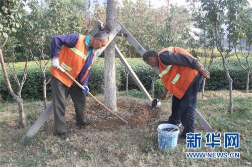绿化养护