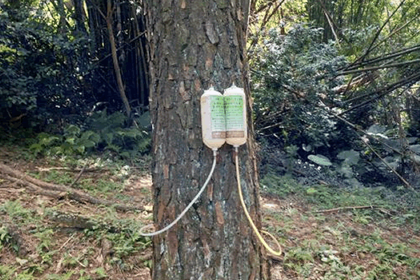 树木绿化养护