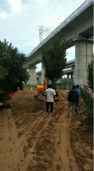 移树工程案例