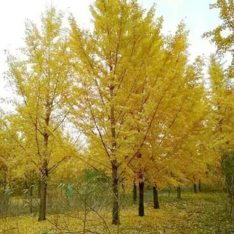银杏树