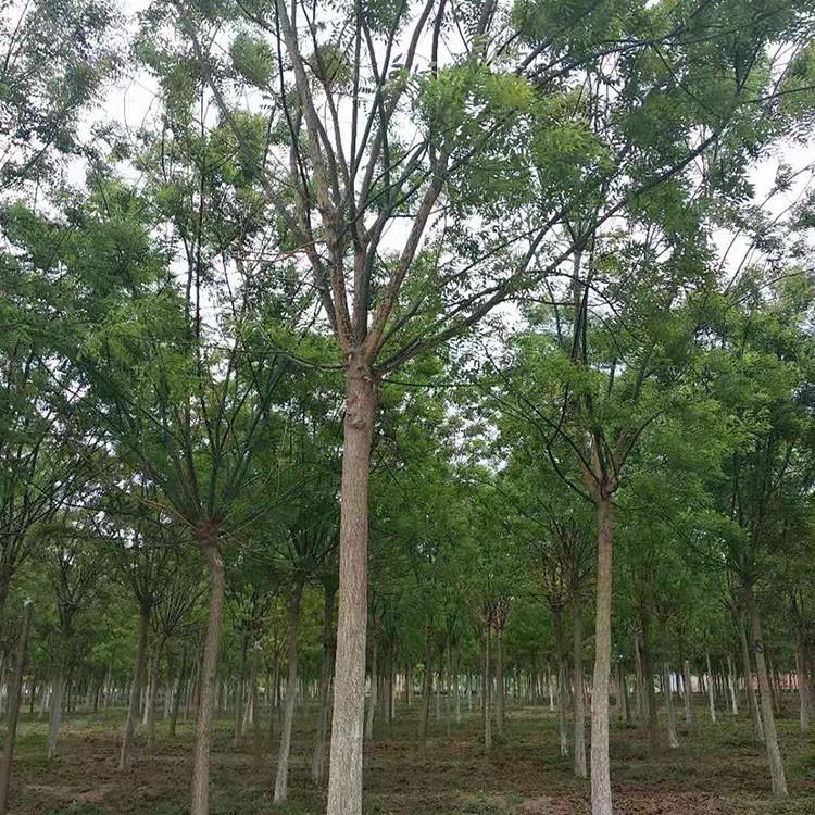 国槐树