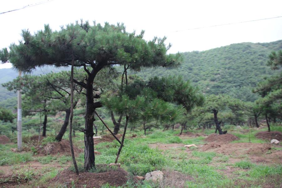 timg (2)