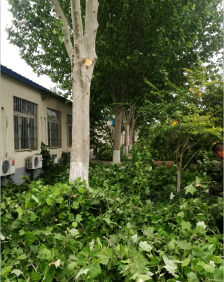 树木修剪